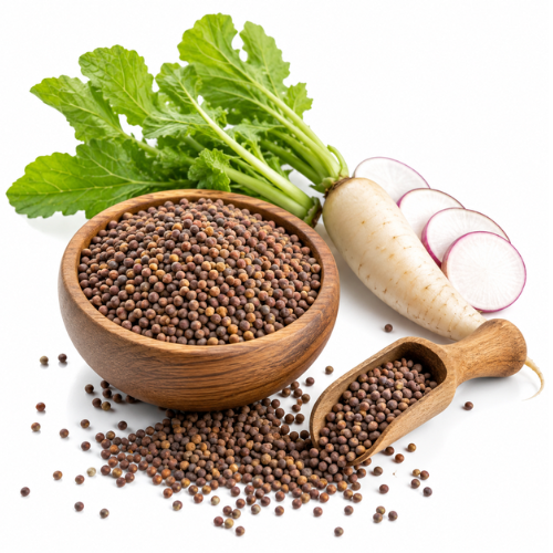 RADISH SEED OIL