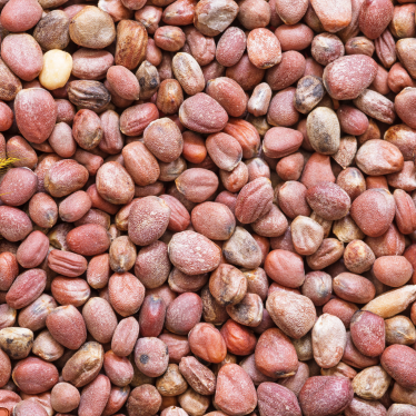 RADISH SEED OIL