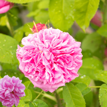 ROSE DE MAI OTTO