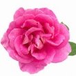 ROSE HYDROSOL