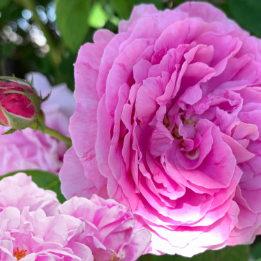 ROSE OTTO