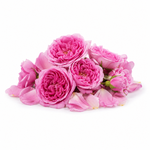 ROSE OTTO