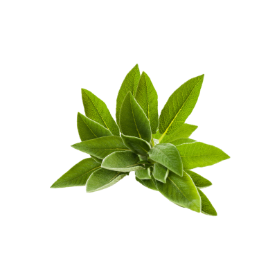 SPANISH SAGE ESSENTIAL OIL