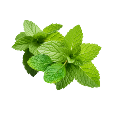 SPEARMINT ESSENTIAL OIL