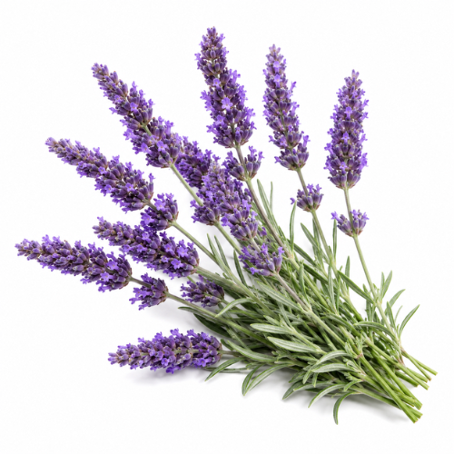 SPIKE LAVENDER ESSENTIAL OIL