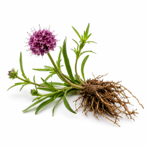 SPIKENARD (JATAMANSI) ESSENTIAL OIL (GREEN)