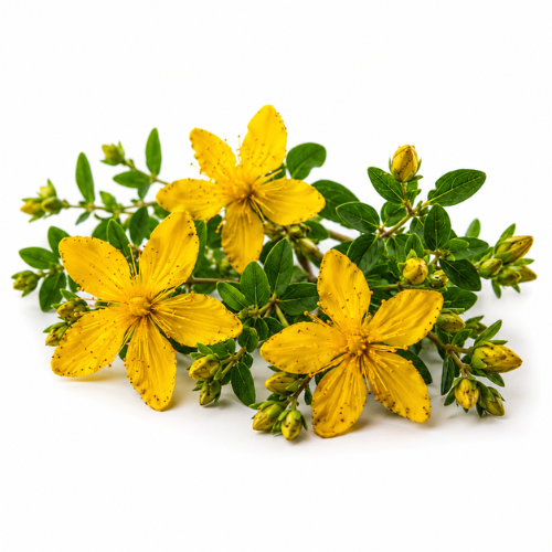 ST. JOHN'S WORT OIL