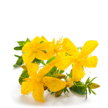ST. JOHN'S WORT OIL