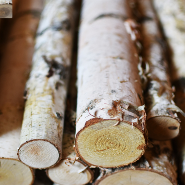 SWEET BIRCH ESSENTIAL OIL