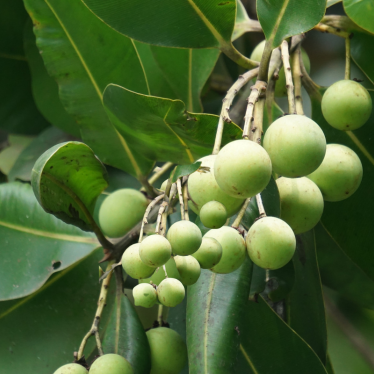 TAMANU (FORAHA) OIL