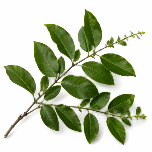 TOLU BALSAM ESSENTIAL OIL