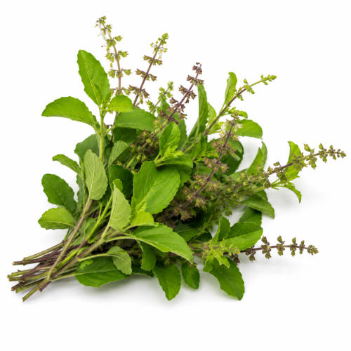 TULSI (HOLY BASIL) ESSENTIAL OIL
