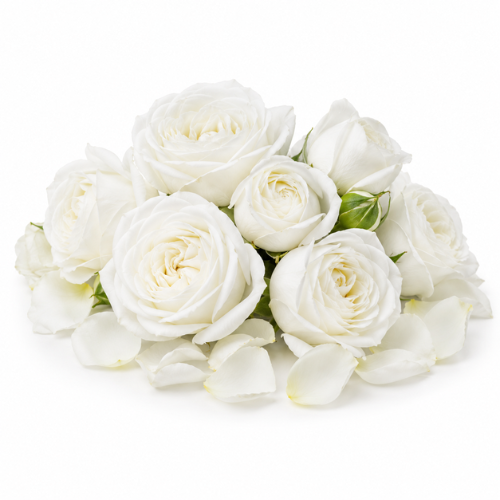 WHITE ROSE OTTO