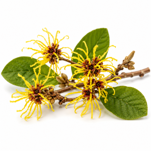 WITCH HAZEL OIL