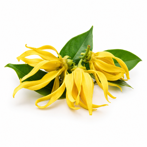 YLANG YLANG ESSENTIAL OIL