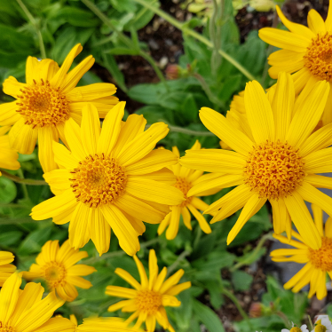 ARNICA OIL