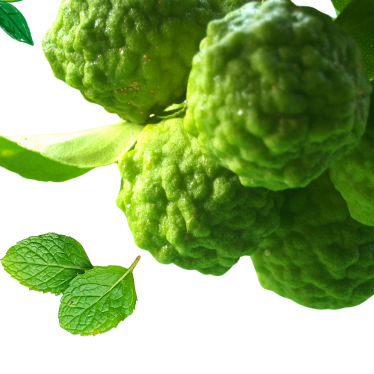 BERGAMOT MINT ESSENTIAL OIL