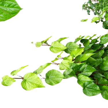 BETEL LEAF ESSENTIAL OIL