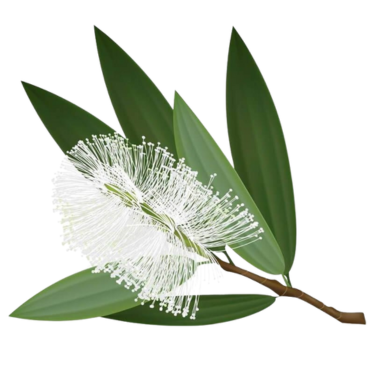 CAJEPUT ESSENTIAL OIL