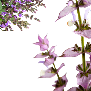 CLARY SAGE ESSENTIAL OIL