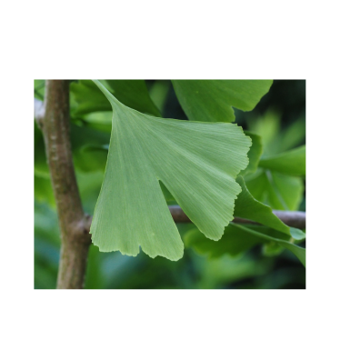 GINKGO OIL