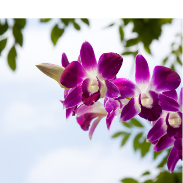 ORCHID OIL