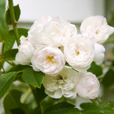 WHITE ROSE OTTO