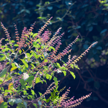 TULSI (HOLY BASIL) ESSENTIAL OIL