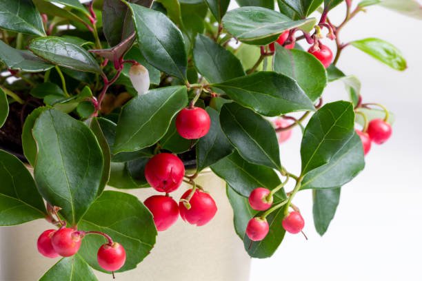 WINTERGREEN ESSENTIAL OIL