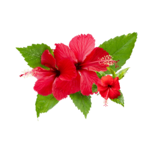 Bottle of Natural Hibiscus Oil – Herbal Hair & Skin Remedy