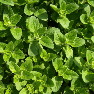 OREGANO ESSENTIAL OIL