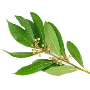 RAVENSARA ESSENTIAL OIL