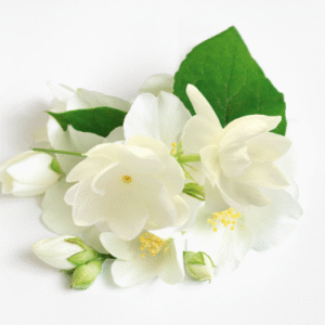 JASMINE FRAGRANCE OIL
