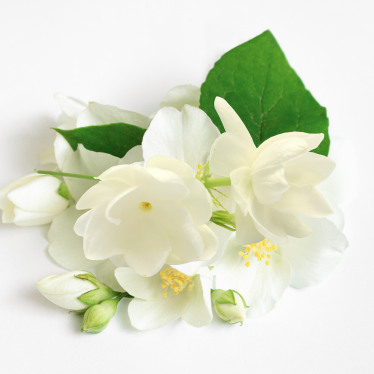 JASMINE FRAGRANCE OIL